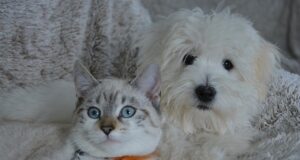 Assicurazione per animali domestici: come funziona e perché conviene davvero Assicurazione animali